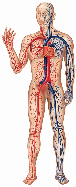 emberi test vérhálózat